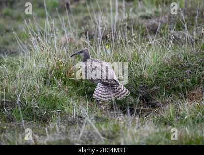 Whimbrel (Numenius phaeopus), Eshaness, Shetland Banque D'Images