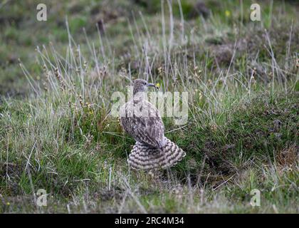 Whimbrel (Numenius phaeopus), Eshaness, Shetland Banque D'Images