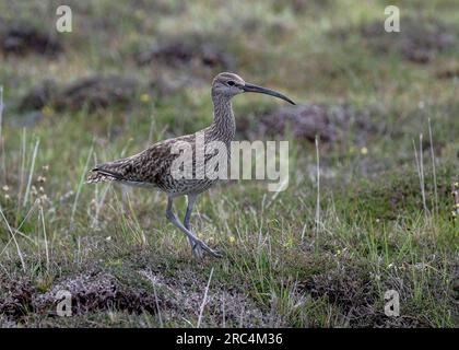 Whimbrel (Numenius phaeopus), Eshaness, Shetland Banque D'Images