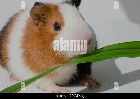 Grinçante ! Image captivante d'un cobaye, soulignant les soins nécessaires et l'amour pour ces adorables animaux. Banque D'Images