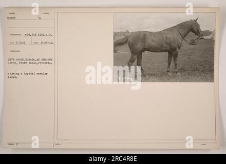 Photographie prise le 26 juin 1919 par le sergent Joe Hitz du signal corps, montrant un cheval de cavalerie typique au Remount Depot à Front Royal, en Virginie. Le cheval, numéro 58505, est vu parmi d'autres animaux. Cette image est désignée comme 'SYNGOL PRISE 6-26-19. ANIMAUX VIVANTS, CHEVAUX, AU DÉPÔT DE REMOUNT, FRONT ROYAL, VIRGINIE, ÉMIS C. » Notez le numéro 05850. Banque D'Images