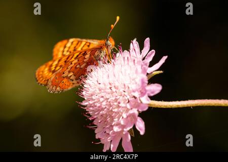 Vue latérale du papillon fritillaire Marsh assis sur la fleur dans la prairie sauvage sur fond flou Banque D'Images