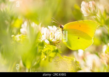 Vue de côté de la merveilleuse Gonepteryx cléopâtre avec des ailes jaunes assis sur la fleur en fleurs dans le champ sur fond flou Banque D'Images