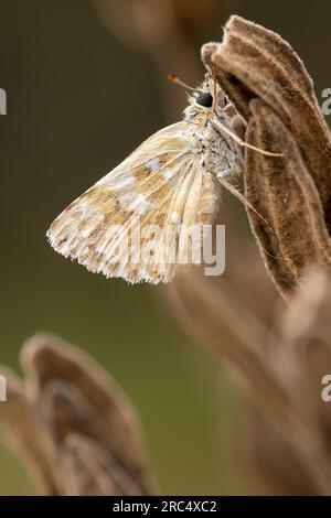 Gros plan insecte papillon assis sur la tige de la plante verte fond flou Banque D'Images