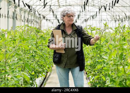 Fermière âgée concentrée avec les cheveux gris dans des vêtements décontractés et des lunettes touchant les plantes vertes tout en examinant la serre dans la campagne Banque D'Images