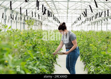 Vue de côté de l'agricultrice dans des vêtements décontractés tenant la presse-papiers tout en inspectant la qualité des plantes vertes dans la serre Banque D'Images