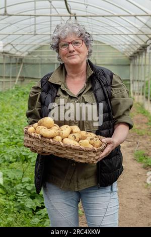 Fermière mûre souriante dans des lunettes regardant la caméra tout en se tenant dans la serre avec la variété blanche de légumes de pomme de terre à peau blanche en osier ba Banque D'Images