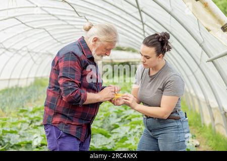 Vue de côté du mâle âgé avec barbe et jeune femelle avec chignon regardant vers le bas tout en tenant les fruits de courgettes dans la serre pendant la journée Banque D'Images