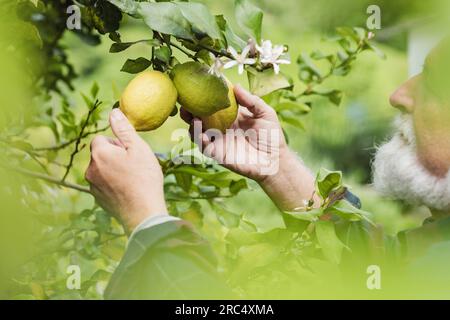 Vue de côté de vieux fermier aux cheveux gris touchant des citrons verts frais et regardant loin tout en se tenant près de l'arbre avec des feuilles et des fleurs dans la lumière du jour ag Banque D'Images