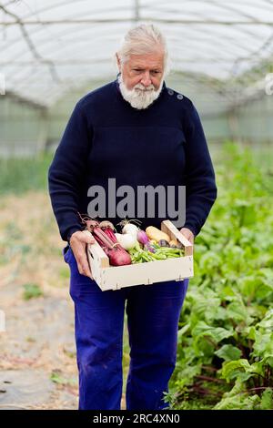 Fermier aux cheveux gris en tenue décontractée portant la boîte avec des légumes mûrs contre les plantes en croissance tout en travaillant dans la serre Banque D'Images