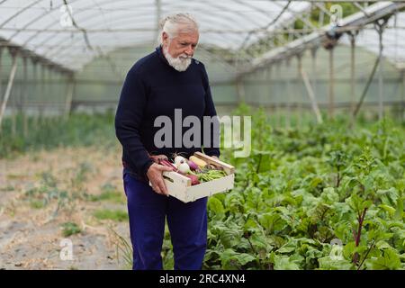 Fermier aux cheveux gris en tenue décontractée portant la boîte avec des légumes mûrs contre les plantes en croissance tout en travaillant dans la serre Banque D'Images