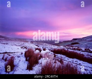 Lever de soleil d'hiver dans les glens d'Antrim avec des moutons dans un champ. Comté d'Antrim, Irlande du Nord Banque D'Images