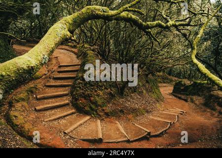 Chemin étroit traversant la forêt verte avec des arbres sans feuilles et des buissons dans la nature de la saison de printemps pendant la journée Banque D'Images