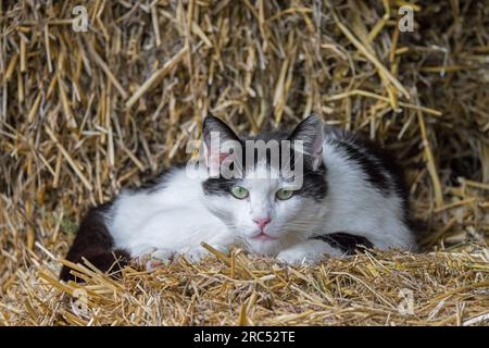 Chat sauvage noir et blanc / chat errant (Felis catus) reposant sur une balle de paille dans une grange à la ferme à la campagne Banque D'Images