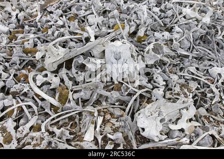 Ossements de béluga à la station baleinière de Bamsebu le long de la rive de la baie d'Ingebrigtsenbukta près de Kapp Toscana, Bellsund, Svalbard / Spitsberg, Norvège Banque D'Images