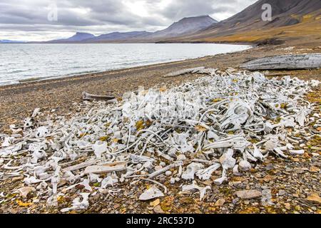 Ossements de béluga à la station baleinière de Bamsebu le long de la rive de la baie d'Ingebrigtsenbukta près de Kapp Toscana, Bellsund, Svalbard / Spitsberg, Norvège Banque D'Images