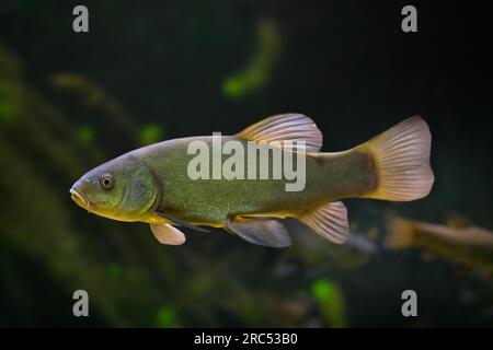 Tanche / poisson docteur (Tinca tinca / Tinca aurea), saumâtre et gamefish d'eau douce originaire de toute l'Eurasie Banque D'Images