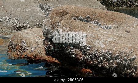 Groupe de bernacles et de limpets sur roche texturée à marée basse. Vieux mur de pierre recouvert de bernacles. Détail de la vie marine attachée sur le rivage de l'océan Banque D'Images