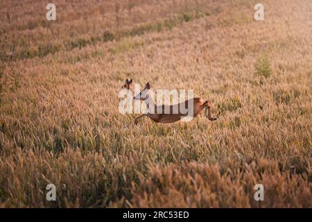 Deer Buck saute dans le champ de maïs dans les tons chauds du coucher de soleil en Allemagne, en Europe Banque D'Images