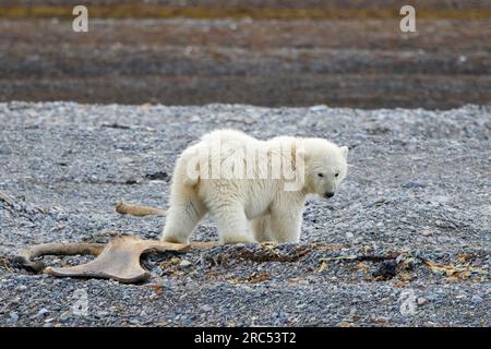 Jeune ours polaire (Ursus maritimus) fourrage parmi les os de baleine échoués sur la plage de galets le long de la côte du Svalbard en été, Spitzberg Banque D'Images