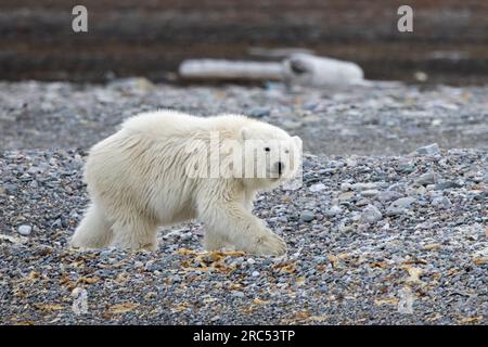 Jeune ours polaire solitaire (Ursus maritimus) ourson se nourrissant sur la plage de galets le long de la côte du Svalbard en été, Spitzberg Banque D'Images