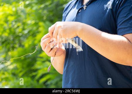 Attrapé carpe crucienne dans les mains d'un pêcheur sur la pêche d'été, poisson et pêcheur, pêche Banque D'Images