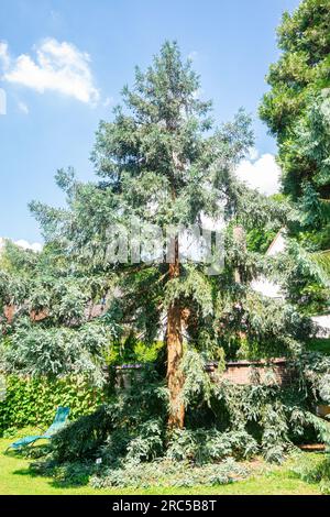 séquoia californien (Sequoia sempervirens) dans un parc Banque D'Images