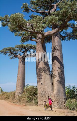 Allée des Baobabs, Madagascar Banque D'Images