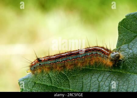 Lackey Moth Caterpillar en congé à Hartland Devon Heritage Coast 10 - 12 Banque D'Images