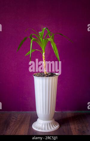 Belle plante de palmier d'intérieur sur le sol. Yucca elephantipes. Banque D'Images