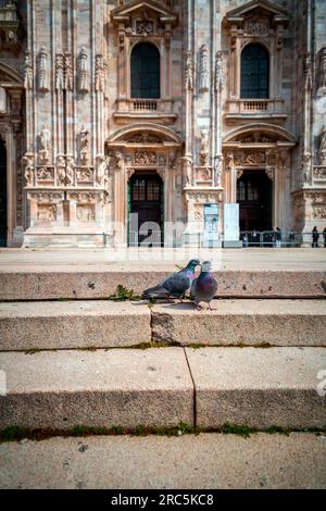 Pigeons en face de la cathédrale de Milan ou Cathédrale Métropolitaine-Basilique de la Nativité de Sainte-Marie est une cathédrale majeure de Milan. Banque D'Images