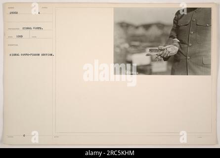 Photographie prise par le signal corps en 1919. L'image montre un véhicule Humber 25002 utilisé par la section pigeon du signal corps. Le véhicule semble stationné dans un champ. La signification du nombre 25002 est inconnue. Banque D'Images