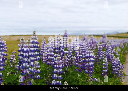 Belle nature en Islande. Paysage islandais pittoresque par temps nuageux. Gros plan des lupins en fleurs. Banque D'Images