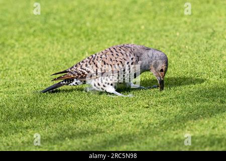 Une femelle Northern Flicker (variété à arbre rouge) creusant dans une pelouse à la recherche de nourriture. Banque D'Images