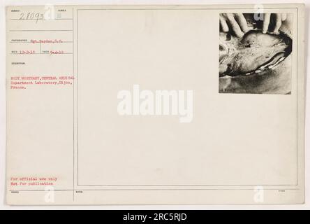 Soldats travaillant dans la morgue du corps au Laboratoire du Département Central de médecine de Dijon, France pendant la première Guerre mondiale. La photographie fait partie des documents officiels et n'est pas destinée à un usage public. (111-SC-28093, sergent Reyden, C.S., prise 9-4-18) Banque D'Images