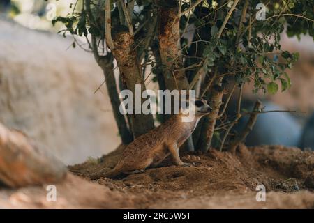 Gros plan sur une surface couchée drôle sur le sable. Paresseux meerkat relaxant et s'étirant sur le sol Banque D'Images