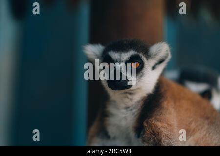 Gros plan d'un lémurien détendu à queue annulaire. Mignon animal à fourrure prenant bain de soleil et se reposant Banque D'Images