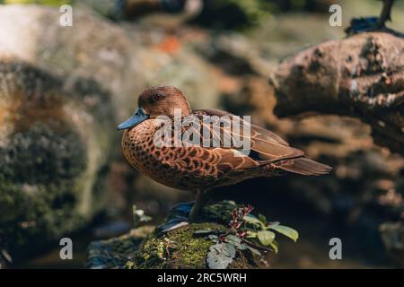 Gros plan de canard brun sauvage assis sur le rocher. Oiseau d'étang en posture de repos, sauvagine dans le parc safari Banque D'Images