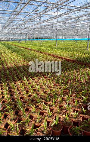 Jeunes plantes de Turmeric, Curcuma longa plante à fleurs de la famille du gingembre, fleurs décoratives ou ornementales en serre hollandaise, aux pays-Bas Banque D'Images