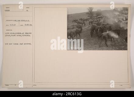 200 nouveaux chevaux sont arrivés au dépôt de remount à Front Royal, en Virginie, comme le montre cette photographie prise le 26 juin 1919. Les chevaux sont vus dans une ligne au dépôt, ce qui indique l'importance de ces animaux dans les activités militaires pendant la première Guerre mondiale. Banque D'Images