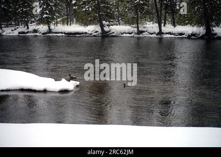 Sapin de Douglas couvert de neige dans le parc national de Yellowstone Goose et de canards sur la rivière Madison Banque D'Images