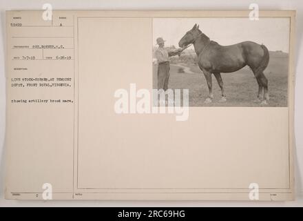 Photographie prise le 26 juin 1919, montrant une jument couvée d'artillerie au dépôt de remount à Front Royal, en Virginie. L'identifiant de la jument est 58499, et la photo a été prise par S.C. Bonner. L'image fait partie d'une collection documentant les activités militaires américaines pendant la première Guerre mondiale Banque D'Images