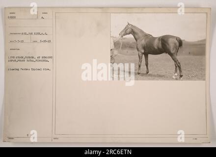 Légende : 'bétail - chevaux au dépôt Remount à Front Royal, Virginie. La photographie, prise par le photographe Sgt Joe Hitz, représente un Perk o typique de Sire avec le numéro d'identification 58500. L'image a été prise le 7 juillet 1919. Le symbole A sur la photo indique émis pour la catégorie stock réel, chevaux au dépôt de remontage. La photo a été prise le 26 juin 1919, et montre l'emblème du père comme 58500 3-1000.' Banque D'Images