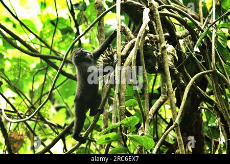 Un jeune macaque à crête (Macaca nigra) grimpe sur une liane dans la réserve naturelle de Tangkoko, Sulawesi du Nord, en Indonésie. Le changement climatique et les maladies sont des menaces émergentes pour les primates, Et environ un quart des aires de répartition des primates ont des températures supérieures à celles historiques, a écrit une équipe de scientifiques dirigée par Miriam Plaza Pinto (Departamento de Ecologia, Centro de Biociências, Universidade Federal do Rio Grande do Norte, Natal, RN, Brésil) dans leur rapport scientifique publié sur nature. Banque D'Images