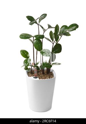 Pot à fleurs blanc intelligent avec système d'arrosage, indicateur de niveau d'eau, compteur d'eau pour la beauté et la santé des plantes. Zamioculcas dans un pot à fleurs intelligent. Banque D'Images