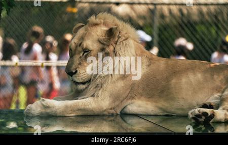 Lions dans un enclos dans un zoo. Banque D'Images