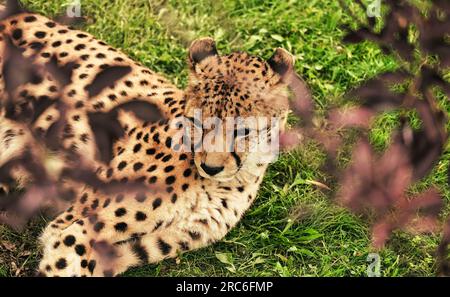 Guépard reposant à l'ombre d'un arbre. Banque D'Images