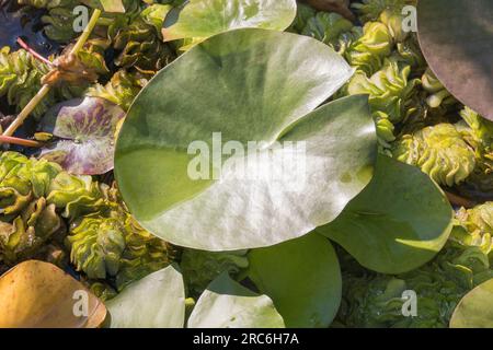 plantes aquatiques avec feuille de nenufar au centre avec lumière du soleil en plein air Banque D'Images