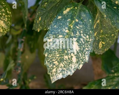 Lauriers tachetés aucuba japonica leaf gros plan avec la lumière du jour Banque D'Images