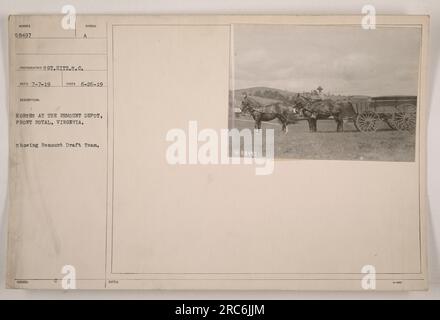 Les chevaux sont préparés au Remount Depot à Front Royal, en Virginie, pendant la première Guerre mondiale La photographie montre l'équipe de repêchage Humber 58497, prise le 26 juin 1919. Il a été capturé par le photographe SOT.Hitz.S.C. et est marqué avec les dates d'émission et de record ainsi que la note 958497. Banque D'Images